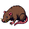 Arena Rat